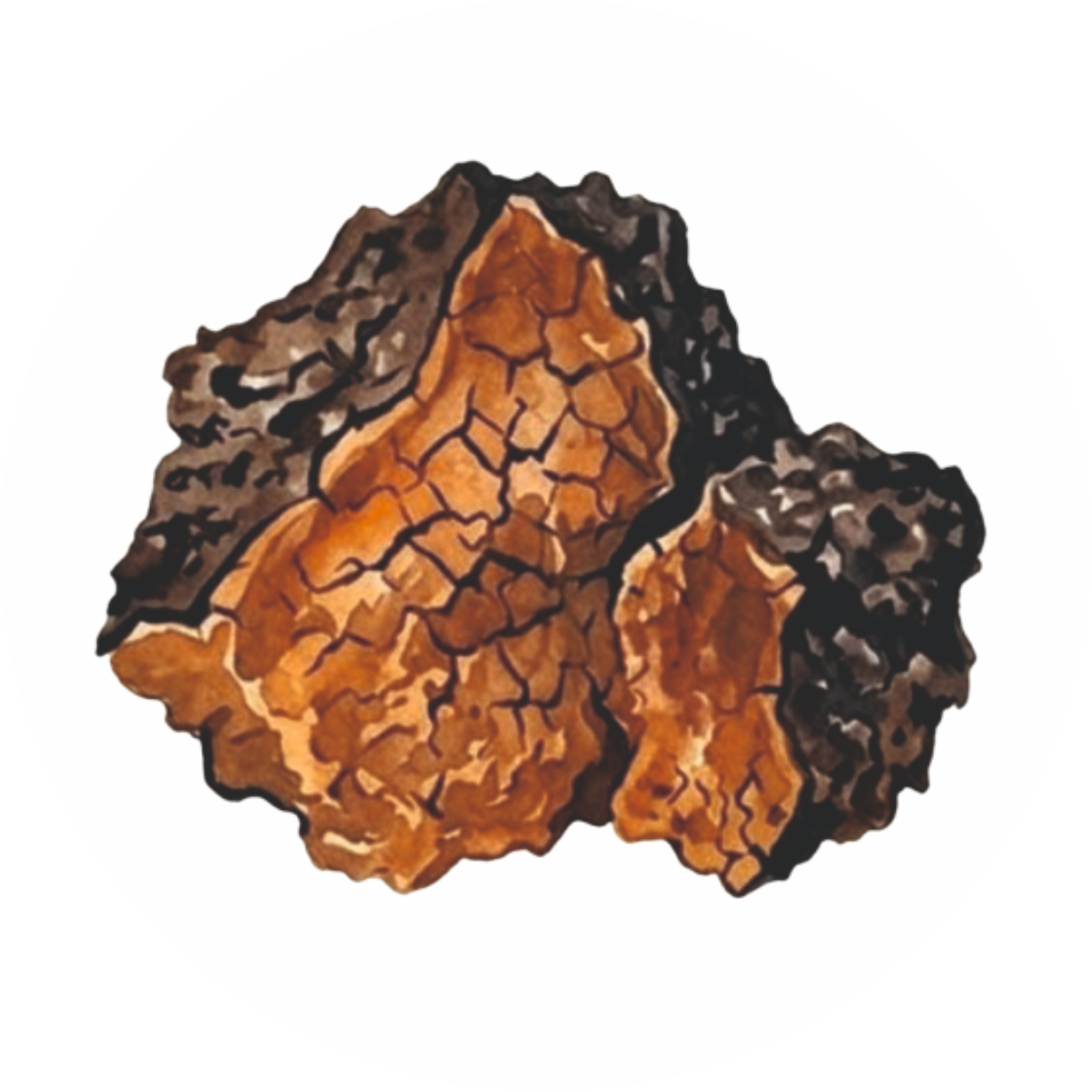 Wholesale Chaga logo